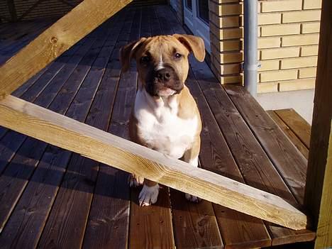 Amerikansk staffordshire terrier Tyson billede 3