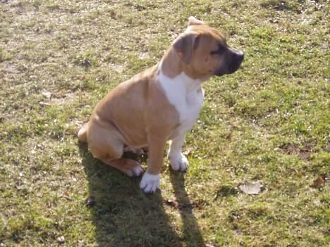 Amerikansk staffordshire terrier Tyson billede 4