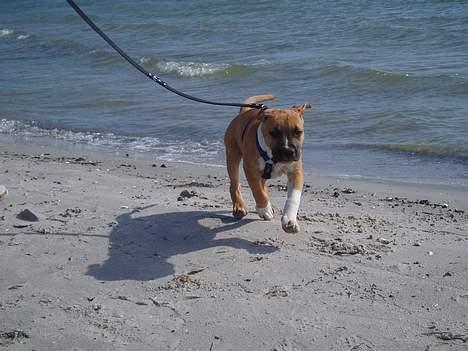 Amerikansk staffordshire terrier Tyson billede 5