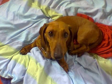 Gravhund Mads - Er han ikk dejlig? billede 1