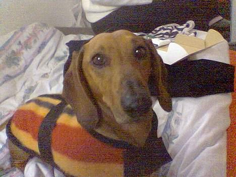 Gravhund Mads - Han er rigtig glad for at gå tur derfor han har tæppe på den er bare lidt for lille billede 2