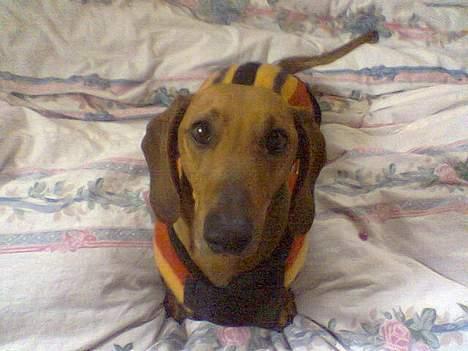 Gravhund Mads - Han er bare fotogen ikk? han sidder stille når der skal tages billeder billede 3