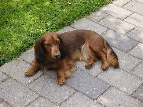 Dværggravhund Siffe - Siffe billede 1