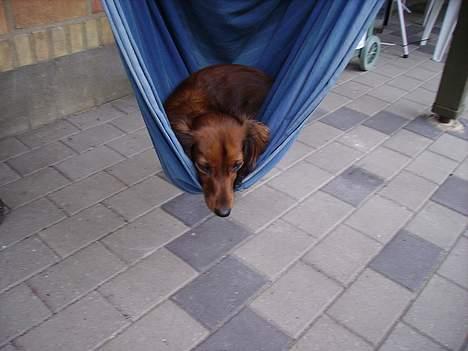 Dværggravhund Siffe - Siffe i hængekøjen billede 2