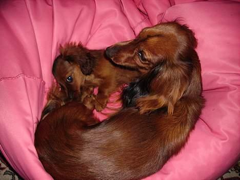 Dværggravhund Siffe - Siffe og lille freja billede 3