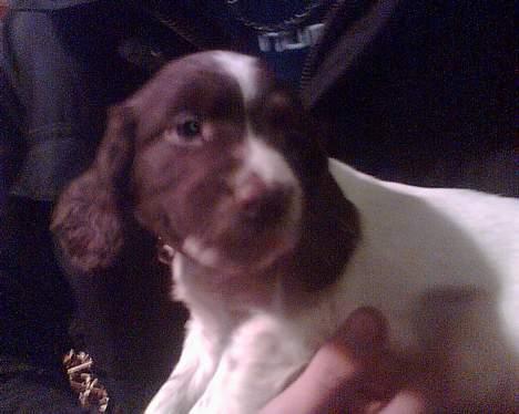 Engelsk springer spaniel jaa der er så mange billede 1