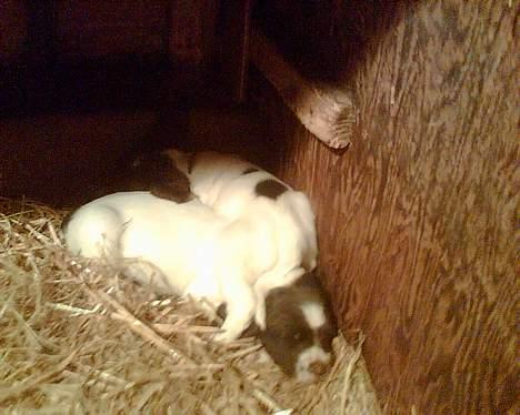 Engelsk springer spaniel jaa der er så mange billede 3