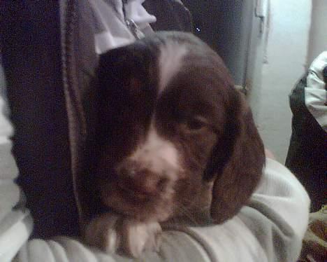 Engelsk springer spaniel jaa der er så mange billede 4