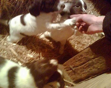 Engelsk springer spaniel jaa der er så mange billede 5