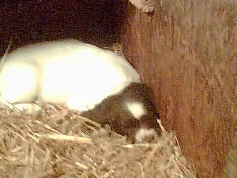 Engelsk springer spaniel jaa der er så mange billede 6