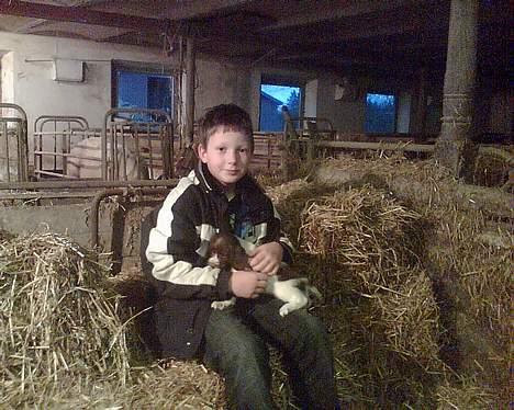 Engelsk springer spaniel jaa der er så mange billede 7