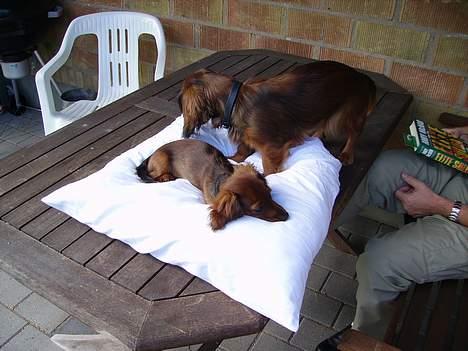 Dværggravhund Siffe - Siffe og Freja på havebordet billede 4