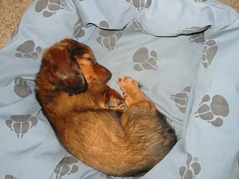 Dværggravhund Siffe - Siffe som hvalp billede 5