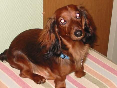 Dværggravhund Siffe - Siffe  billede 6