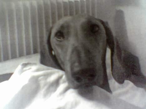 Gravhund Mads - øv nu blev jeg opdaget i at "sove"  billede 4