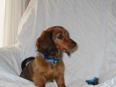 Dværggravhund Siffe - Siffe som hvalp billede 7