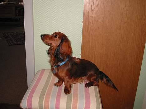 Dværggravhund Siffe - Siffe billede 8