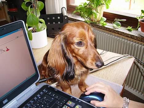 Dværggravhund Siffe - Siffe på nettet. billede 9