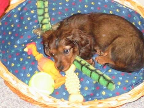 Dværggravhund Siffe - Siffe som baby billede 10