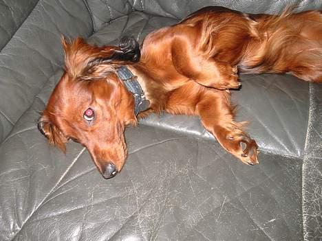 Dværggravhund Siffe - Dovne Siffe billede 11