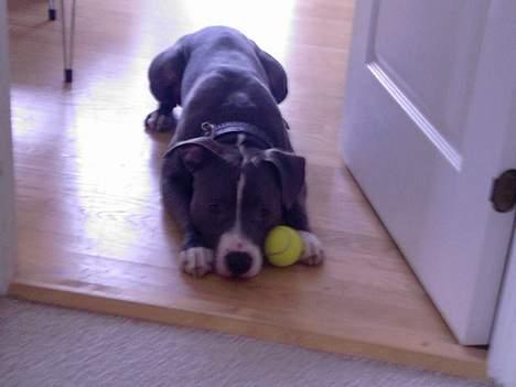 Amerikansk staffordshire terrier Tyson R.I.P billede 14