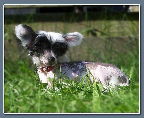 Chinese crested hårløs Caprioso Ram-Ses-Mi billede 17