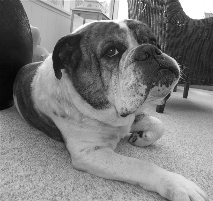 Olde english bulldogge Mr. Møller billede 12