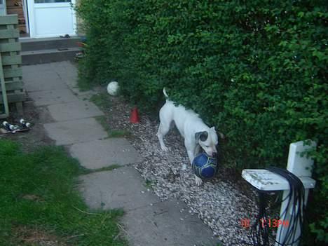 Amerikansk bulldog Freja RIP - prøv at tage min bold. billede 7