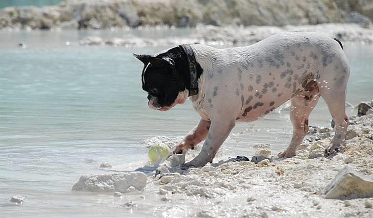 Fransk bulldog Gilbert billede 1