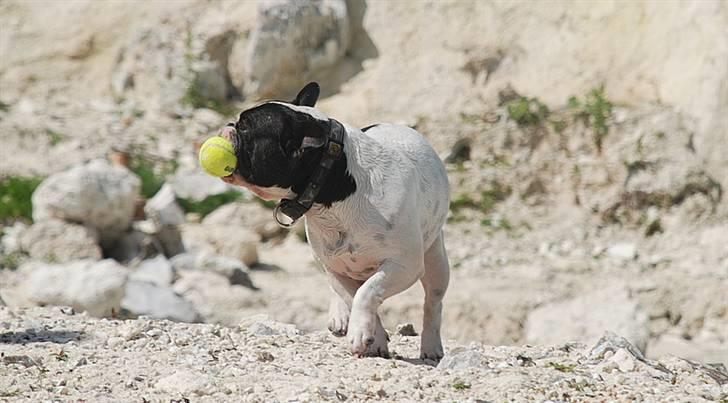 Fransk bulldog Gilbert - Store og smukke basse dreng:-) billede 2