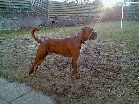 Boxer Bruce  billede 13