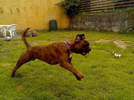 Boxer Bruce  - 3/6-06 billede 14