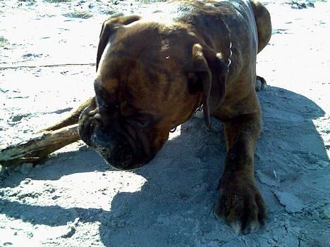 Boxer Bruce  billede 16