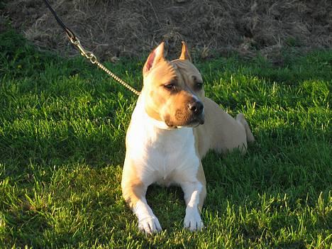 Amerikansk staffordshire terrier Shiva - Shiva billede 1