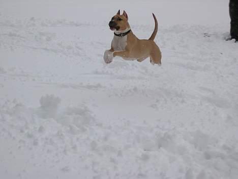 Amerikansk staffordshire terrier Shiva - Se hvor kan jeg hoppe billede 2