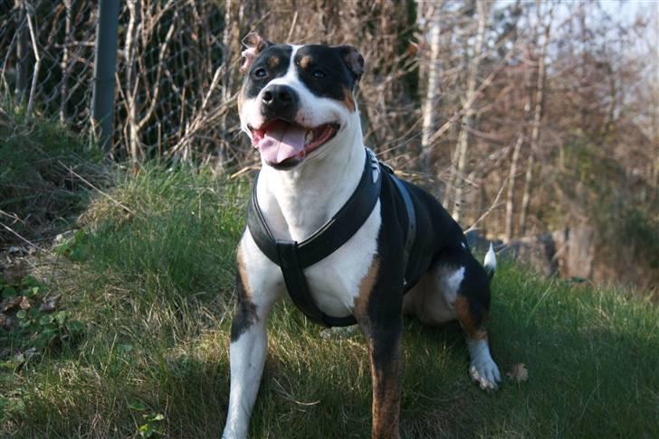 Amerikansk staffordshire terrier Amigo billede 19