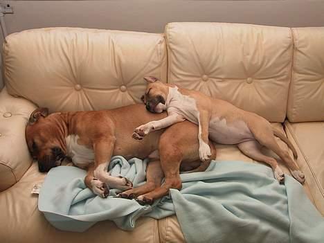 Amerikansk staffordshire terrier Shiva - ZZzzz ZZzzz  ZZzz billede 3