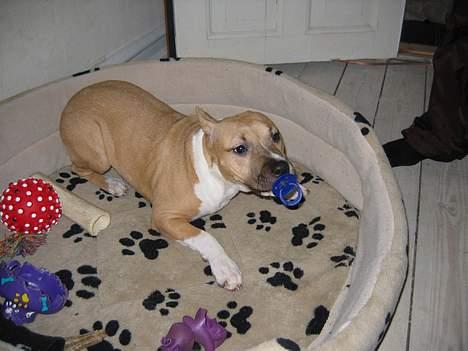 Amerikansk staffordshire terrier Shiva - Jeg er ikke gammel nok til at smide sutten !!!! billede 4