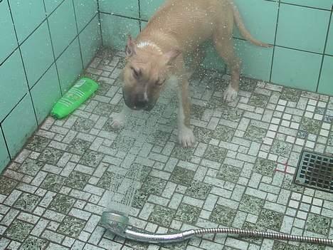 Amerikansk staffordshire terrier Shiva - Den vandglade hund billede 5