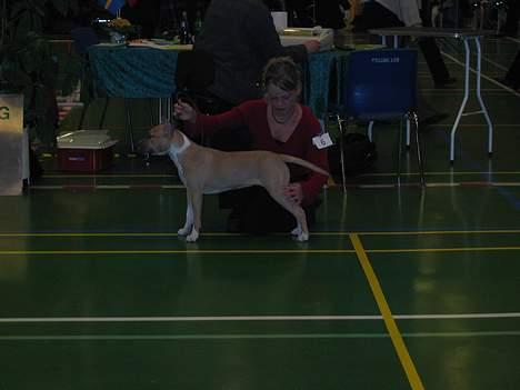 Amerikansk staffordshire terrier Shiva - Shiva på udstilling billede 6