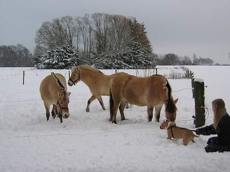 Amerikansk staffordshire terrier Shiva - Shiva og vennerne billede 7
