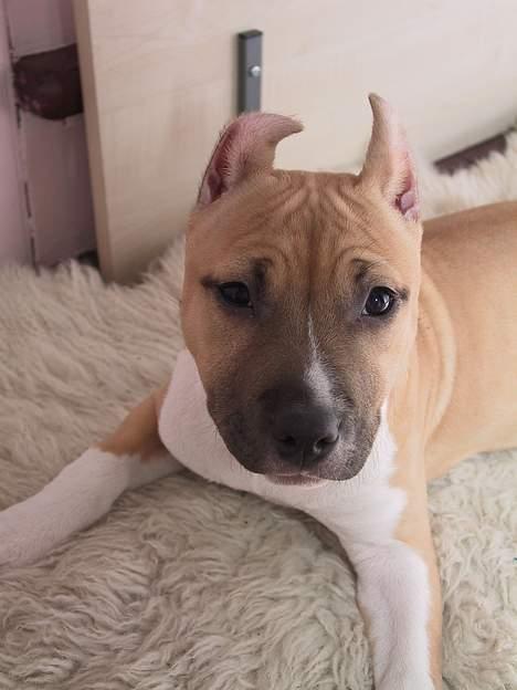 Amerikansk staffordshire terrier Shiva - Jamen jeg er jo sød ik´? billede 8