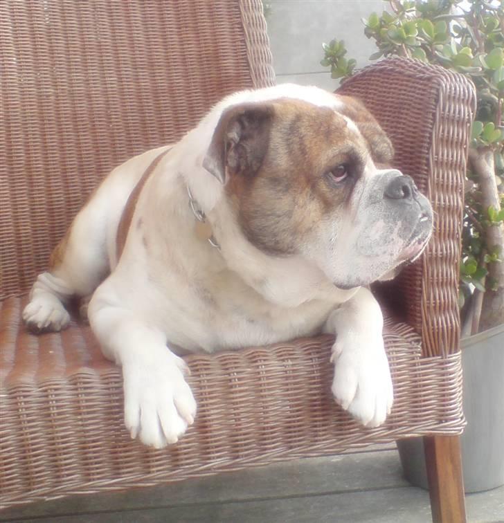 Olde english bulldogge Mr. Møller billede 13