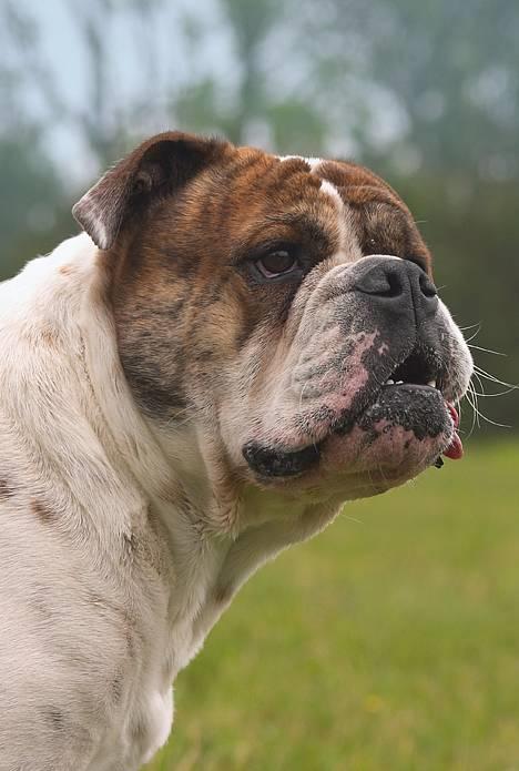 Olde english bulldogge Mr. Møller - |*Tosafoto*| billede 14