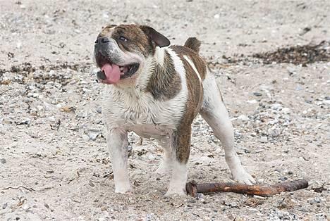 Olde english bulldogge Mr. Møller - |*Tosafoto*| billede 15