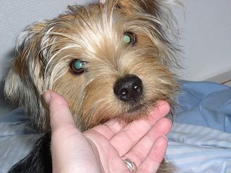 Blanding af racer Nelson - Ja, han er sq ikk til at stå for ham Nelson! billede 1