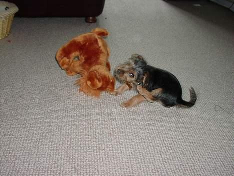 Blanding af racer Nelson - Nelson & hans bamse Brian billede 2