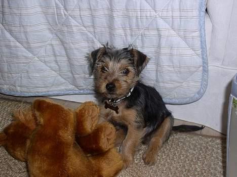 Blanding af racer Nelson billede 4