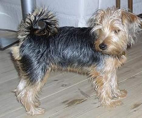 Blanding af racer Nelson billede 5