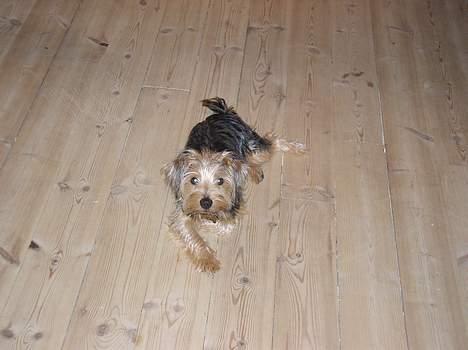 Blanding af racer Nelson billede 6